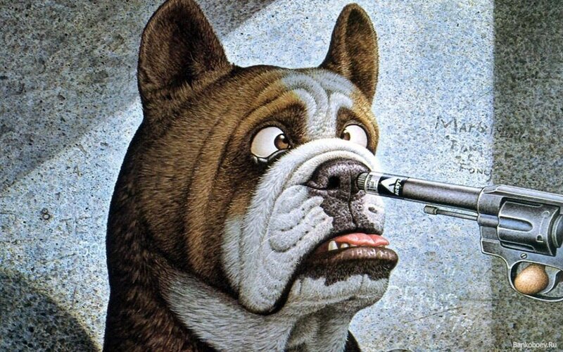 Bulldog with gun in nose