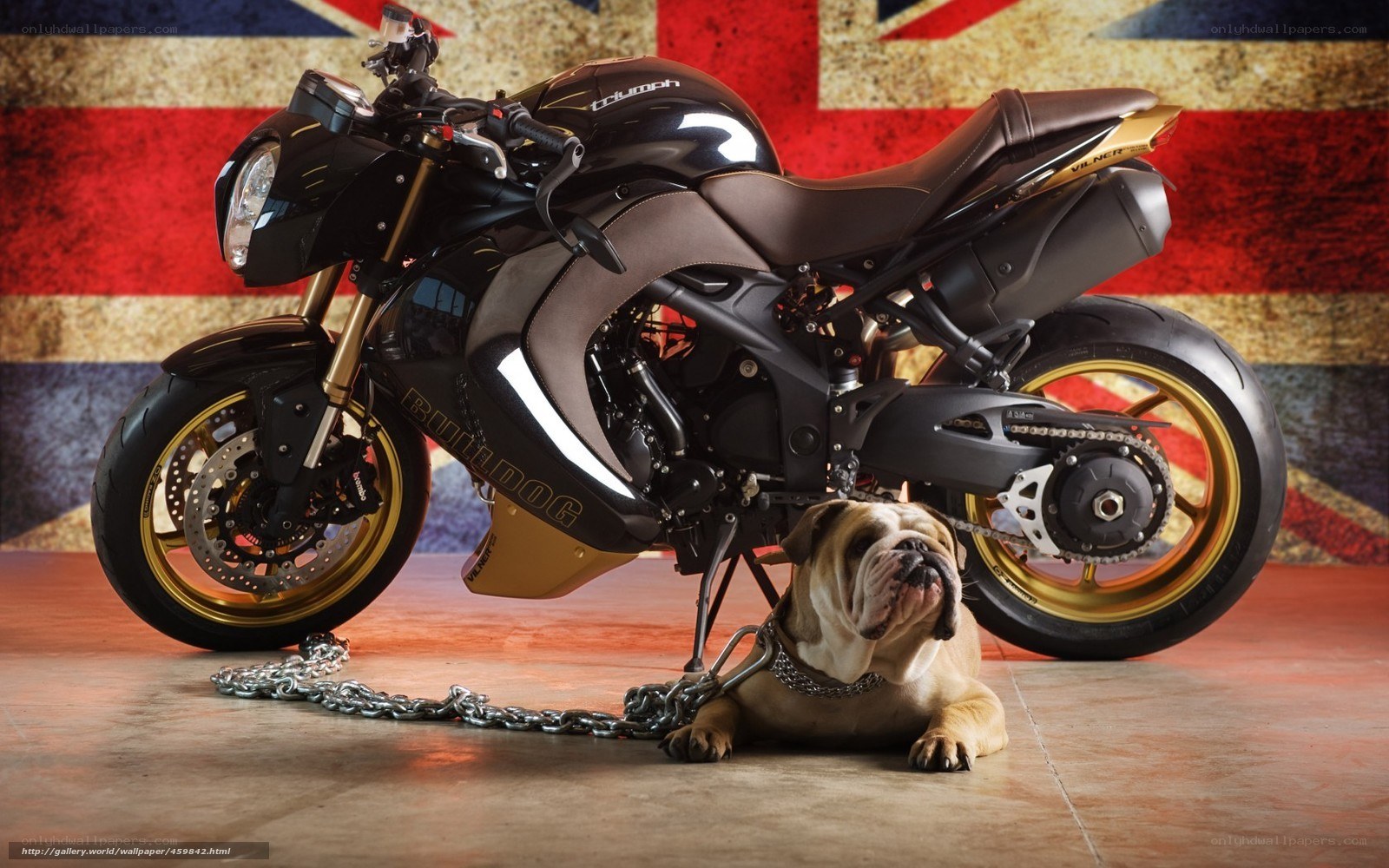 Bulldog with motorcycle