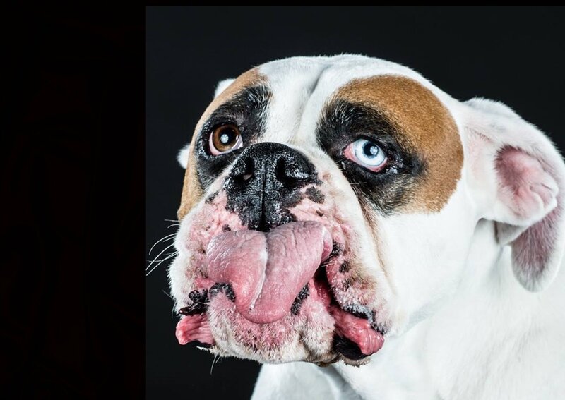 Bulldog with Protruding Tongue