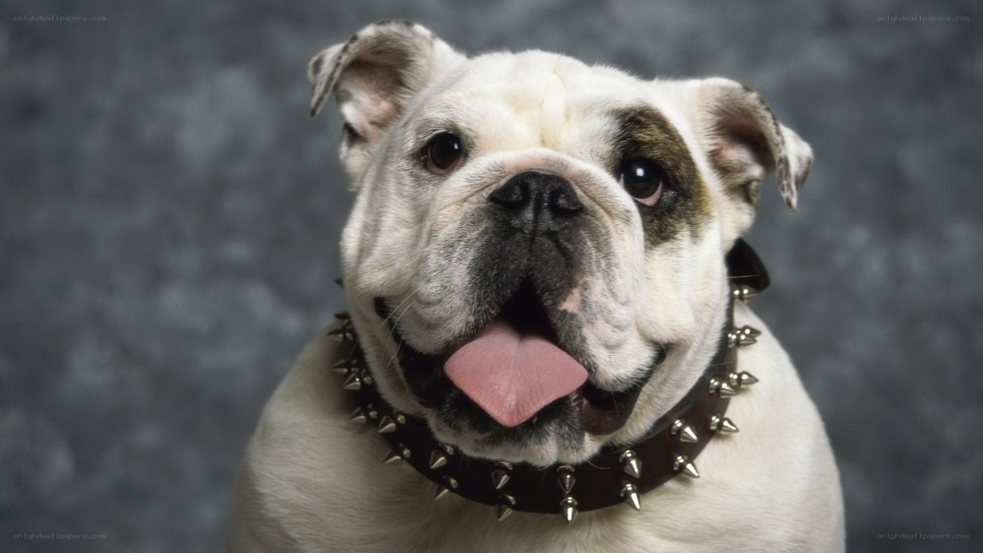 Bulldog with spiked collar