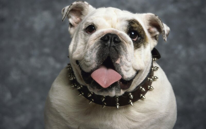 bulldog with spiked collar