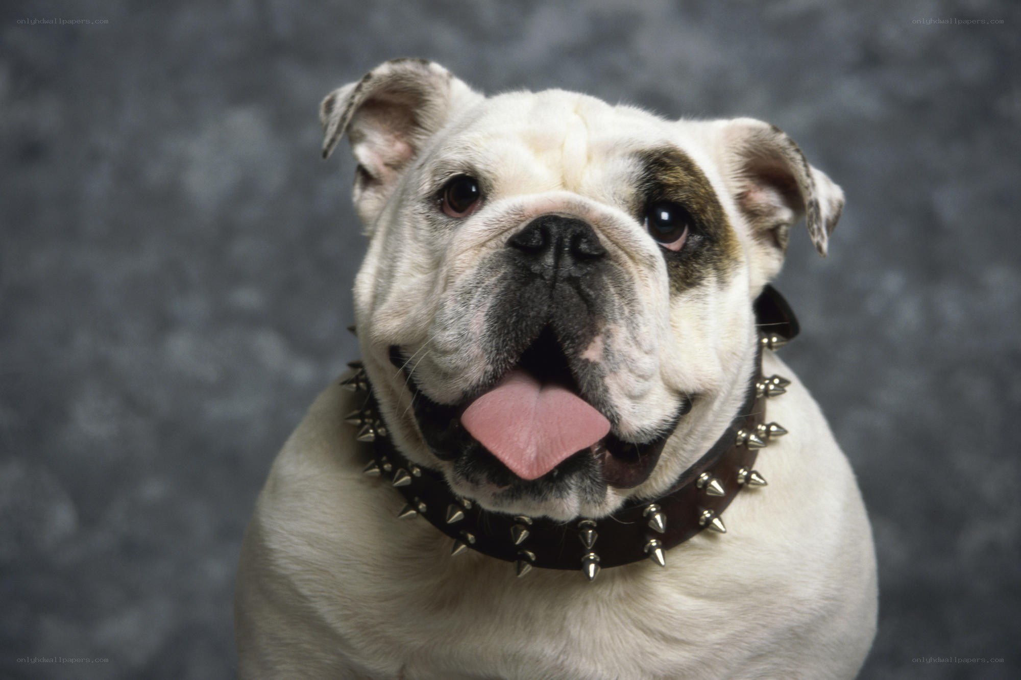 Bulldog with spiked collar