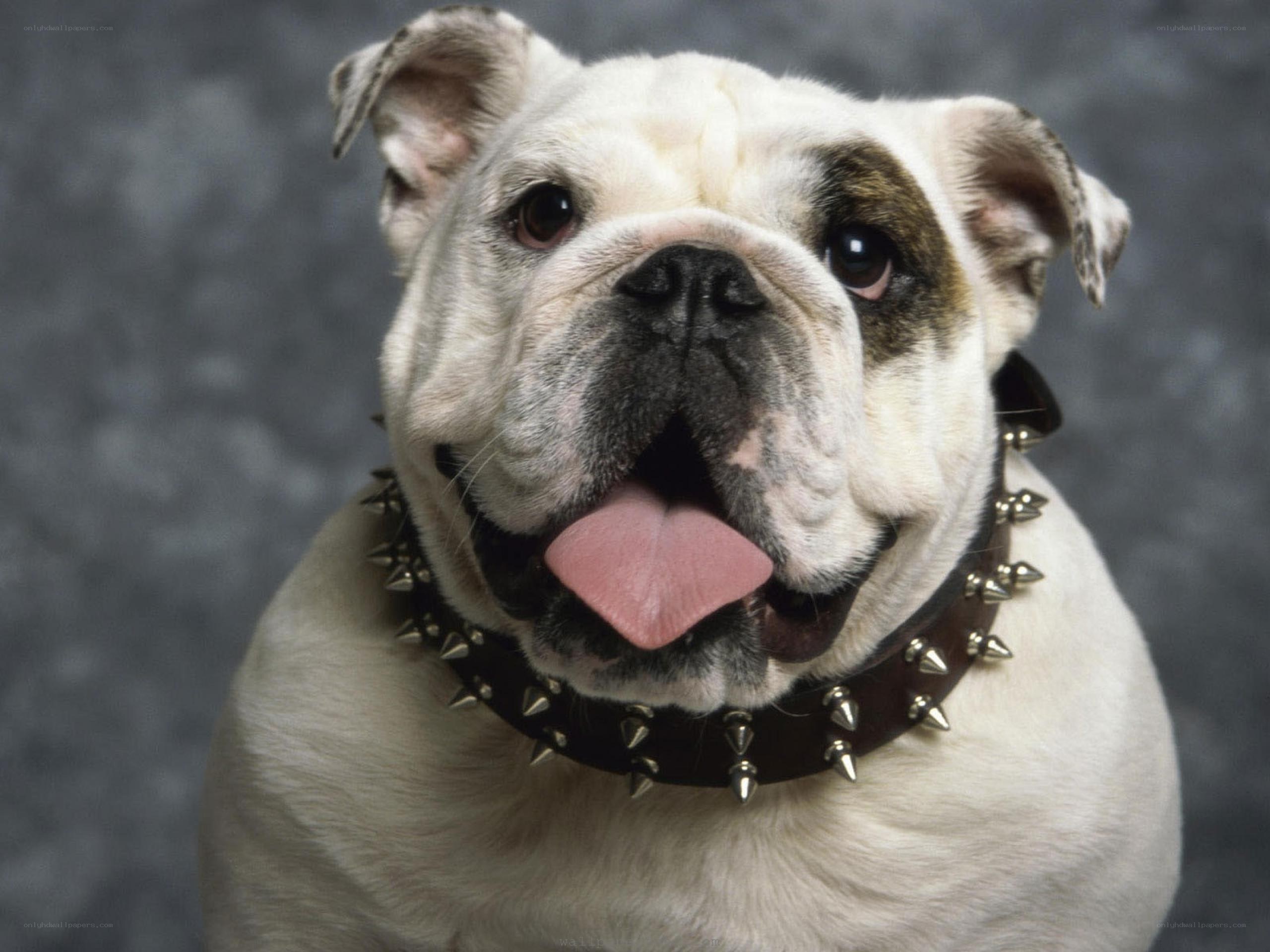 Bulldog with spiked collar