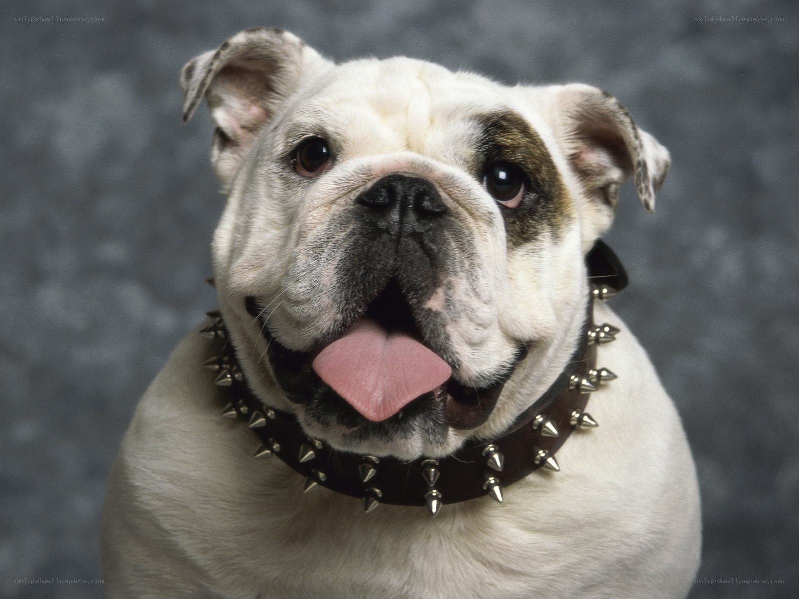 Bulldog with spiked collar