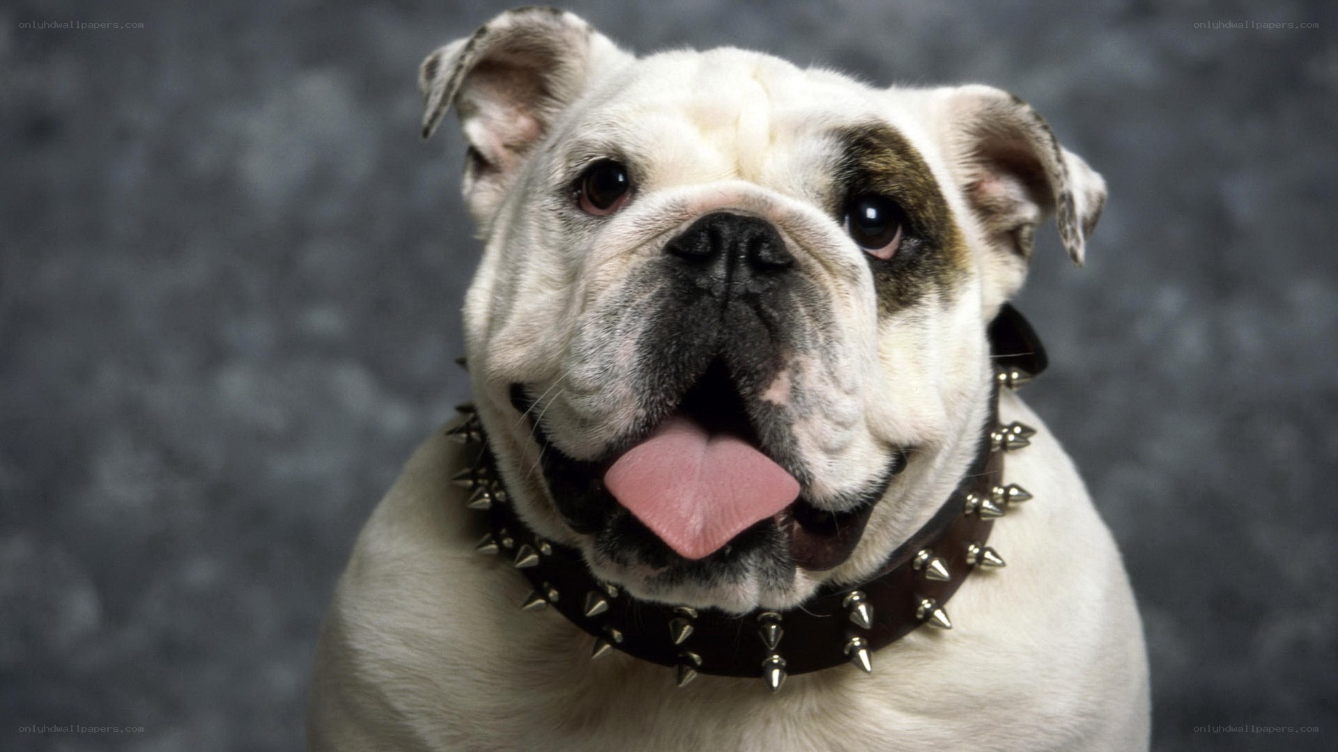 Bulldog with spiked collar