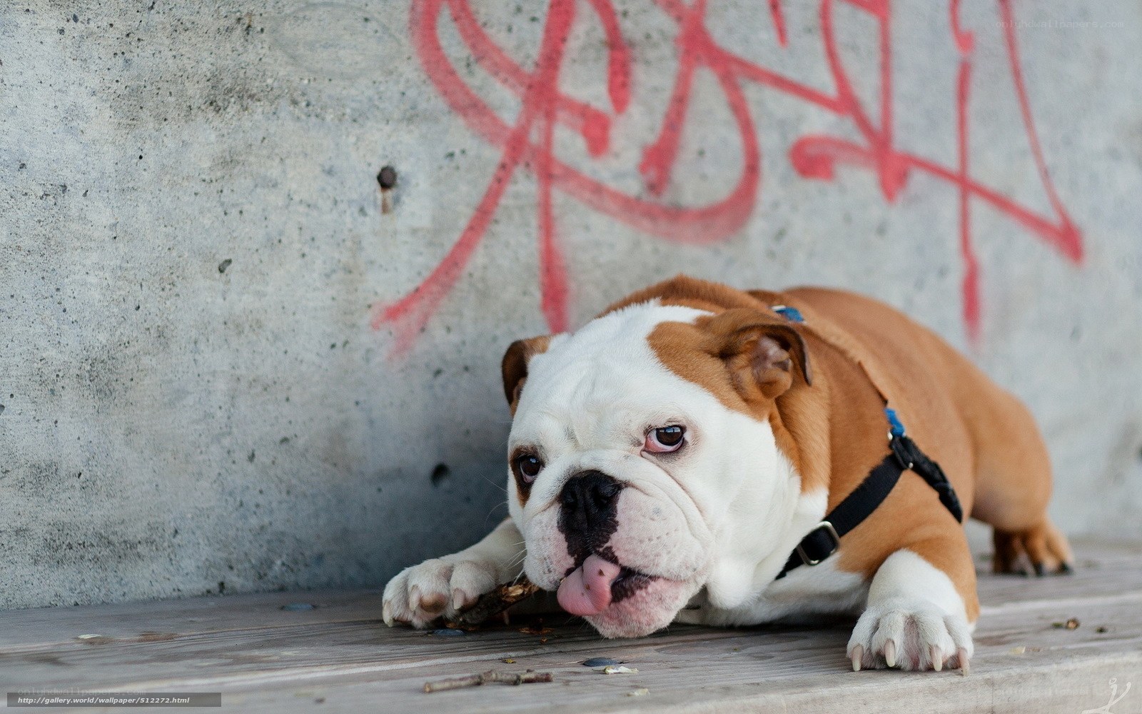 Bulldog with stick on bench