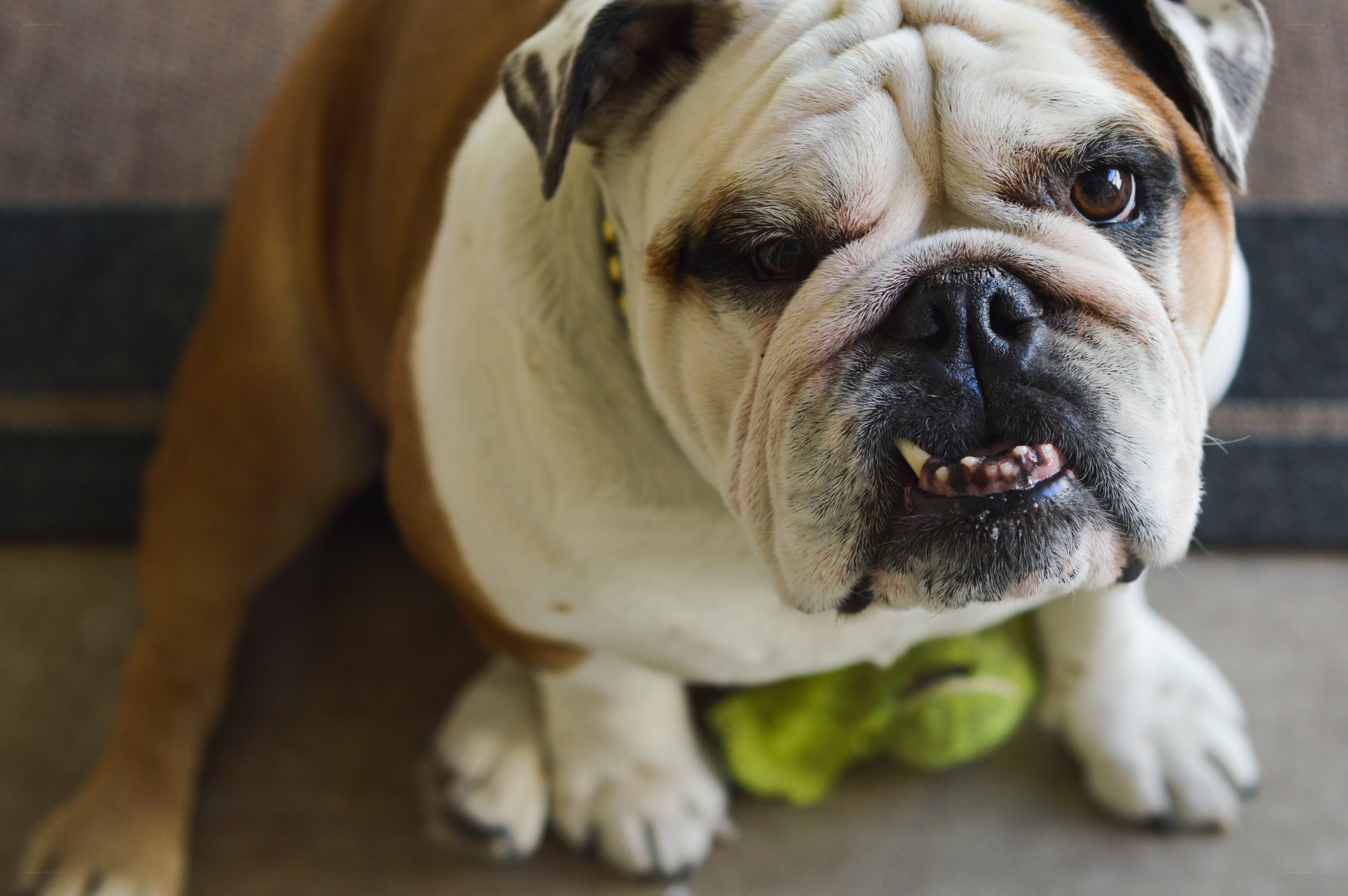 Bulldog with tennis ball