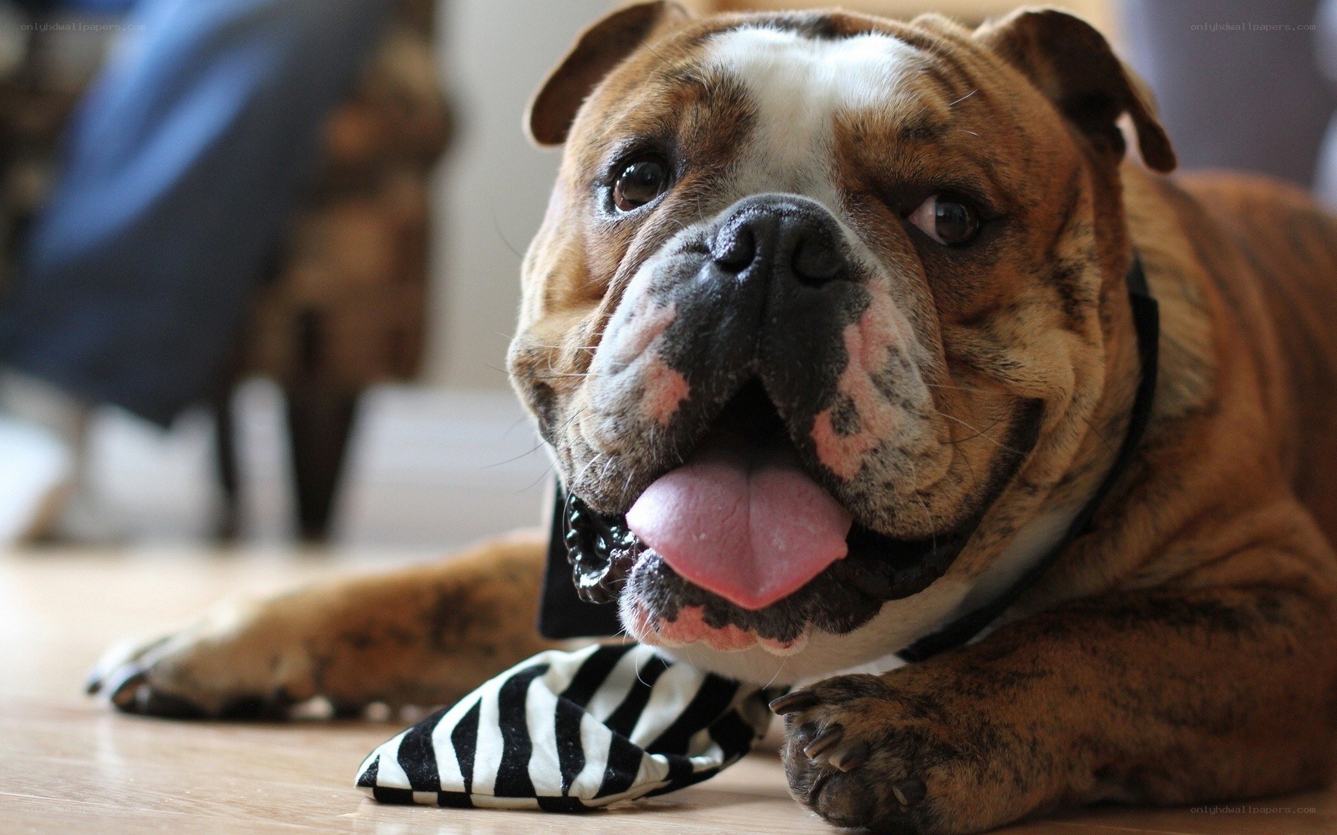 Bulldog with tie on floor