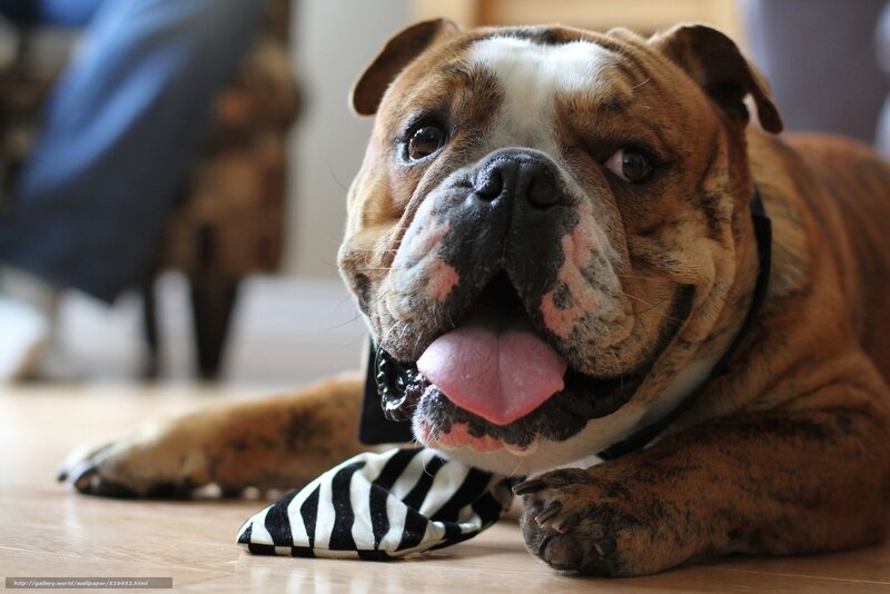 Bulldog with tie on floor