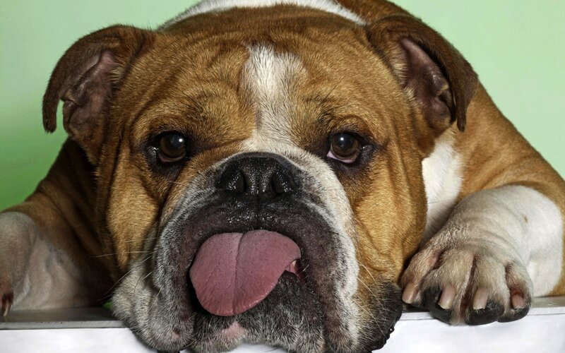 Bulldog with tongue out
