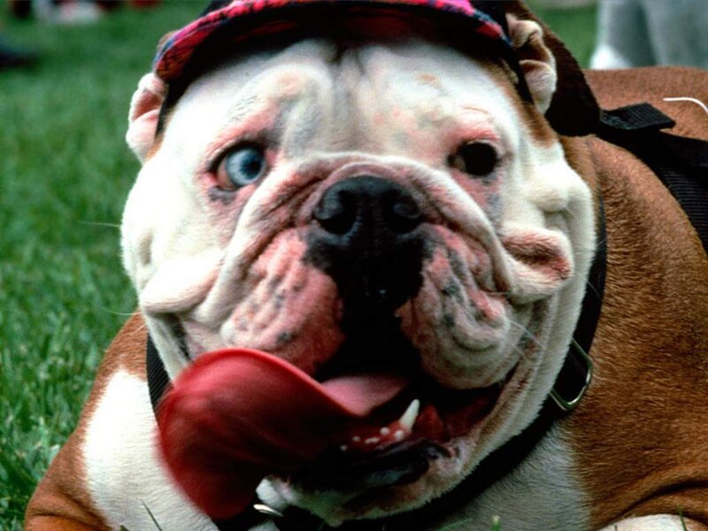 Bulldog with tongue out
