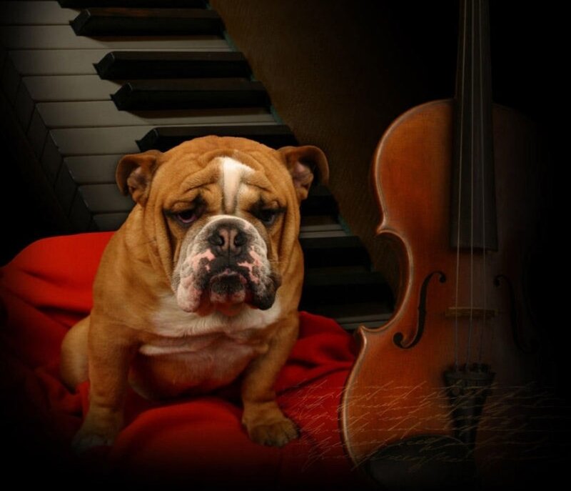 Bulldog with violin and piano