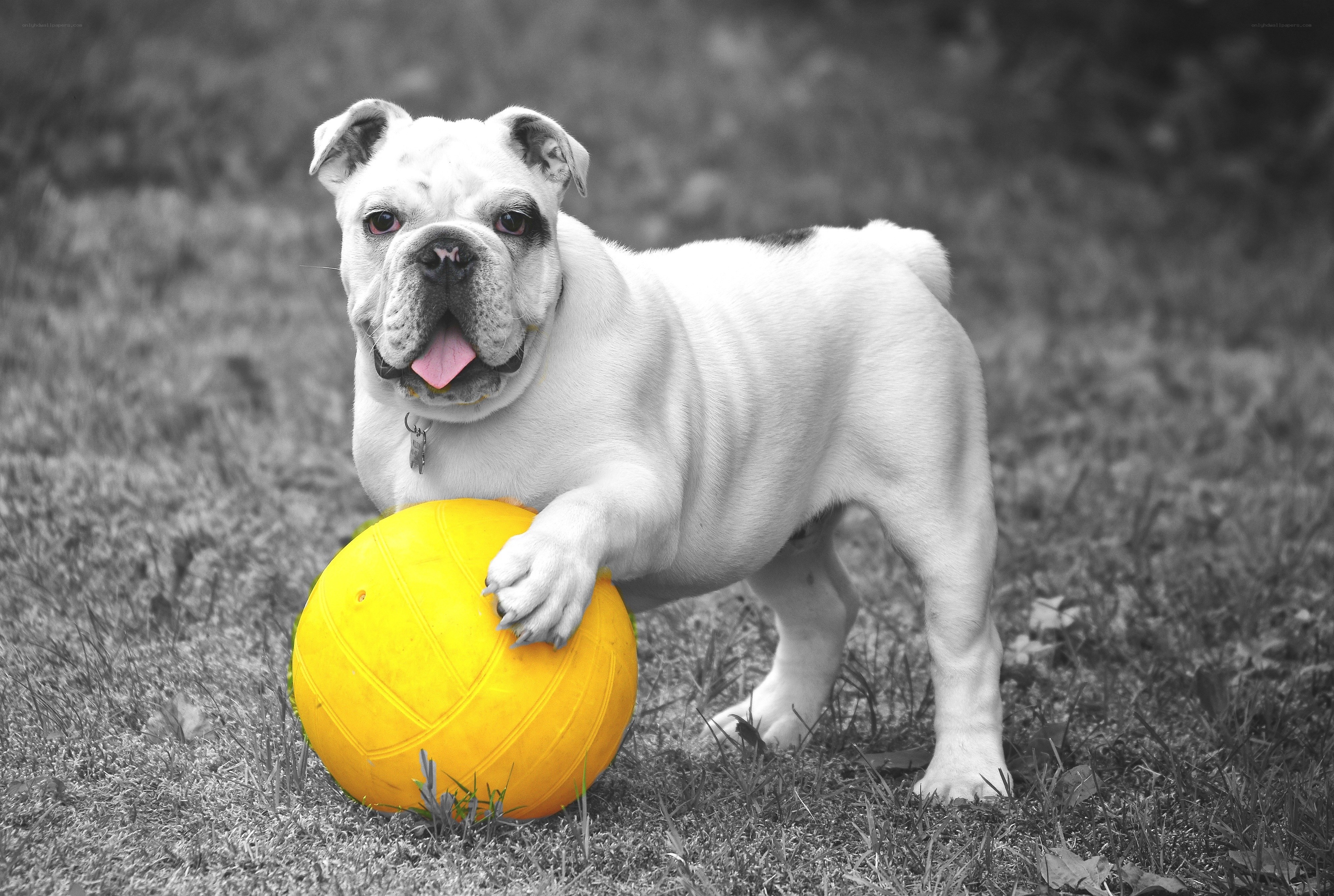 Bulldog with yellow ball