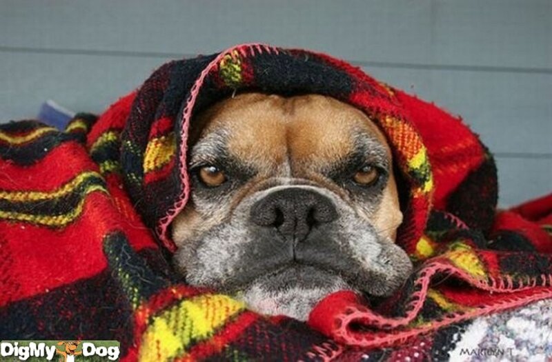 Bulldog Wrapped in Blanket