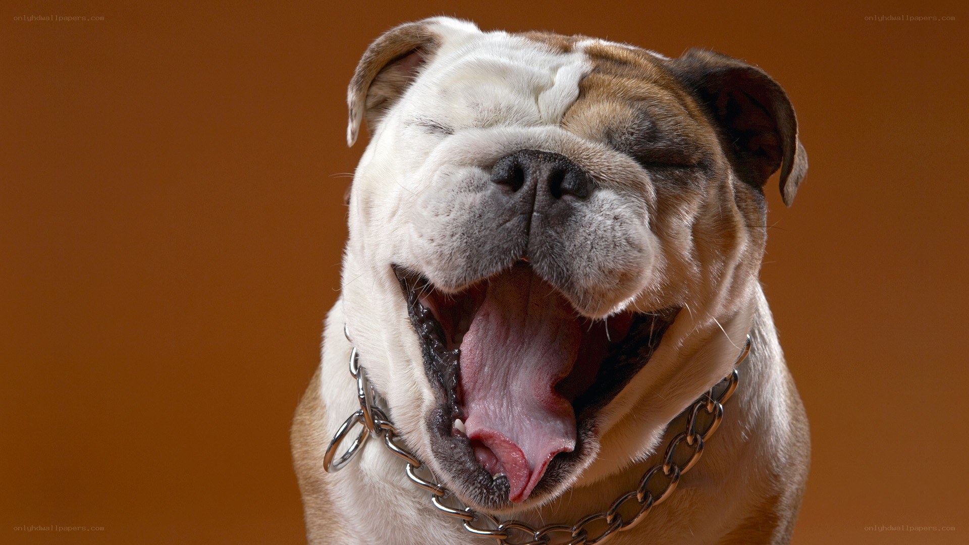 Bulldog yawning widely