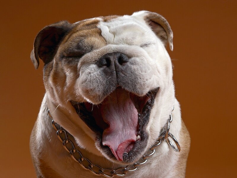 Bulldog yawning widely