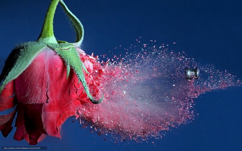 Bullet hitting a rose