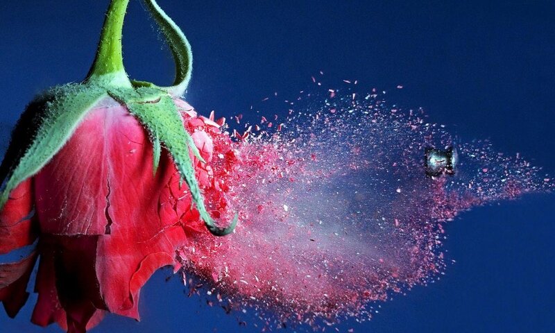 Bullet Hitting Rose — Red, Dramatic