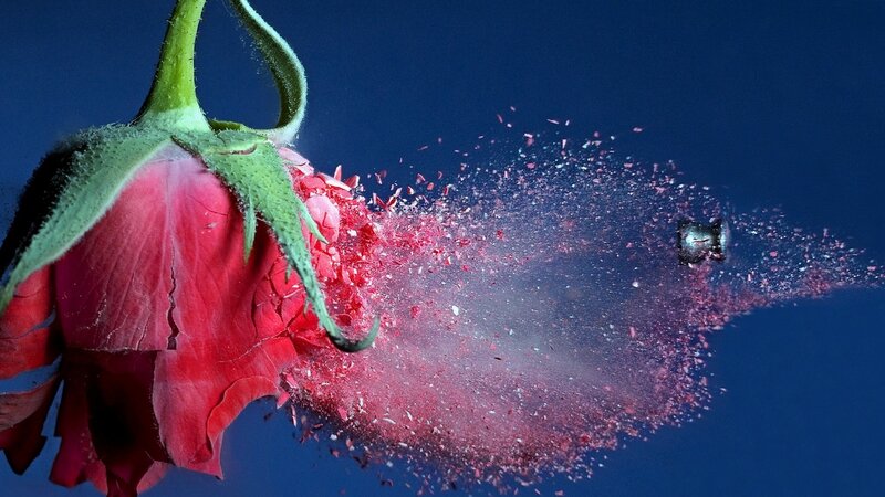 Bullet Hitting Rose — Red