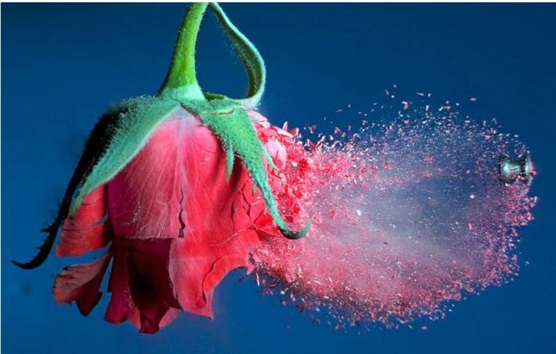 Bullet Hitting Rose