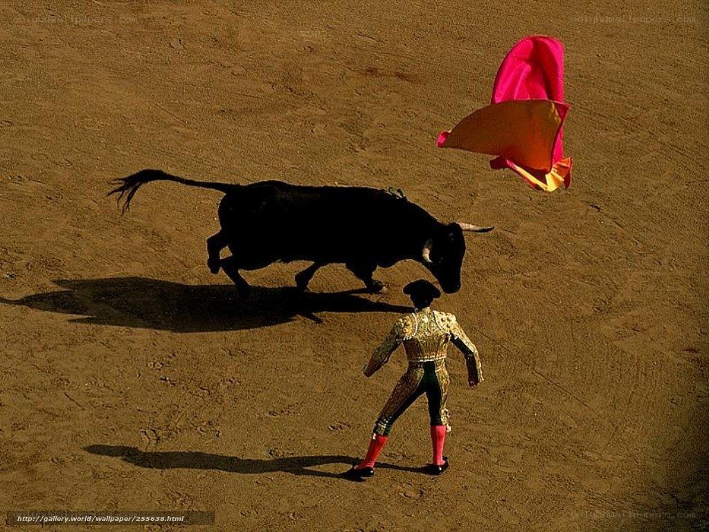 Bullfighting in the arena