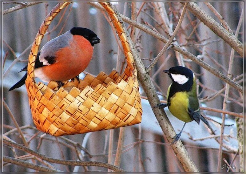 Bullfinch and Titmouse