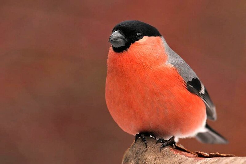 Bullfinch bird perched