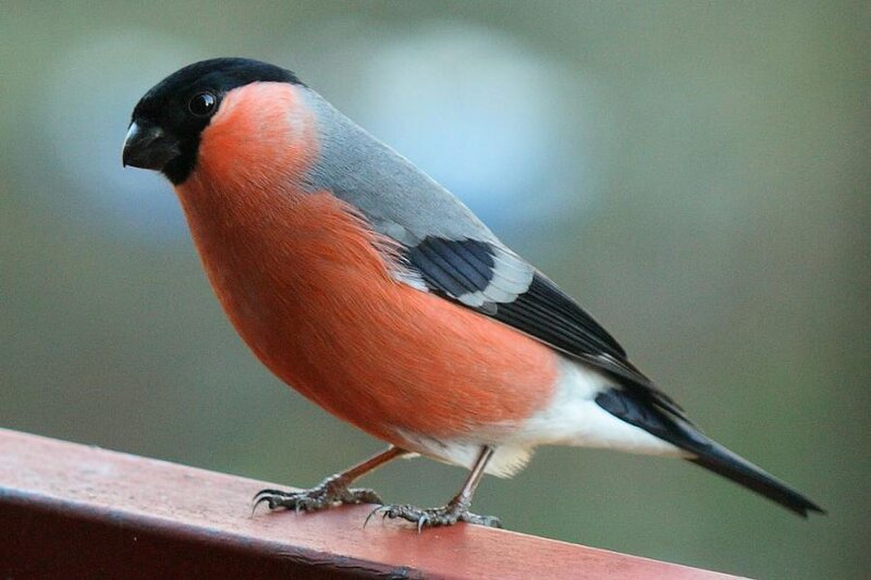 Bullfinch Bird