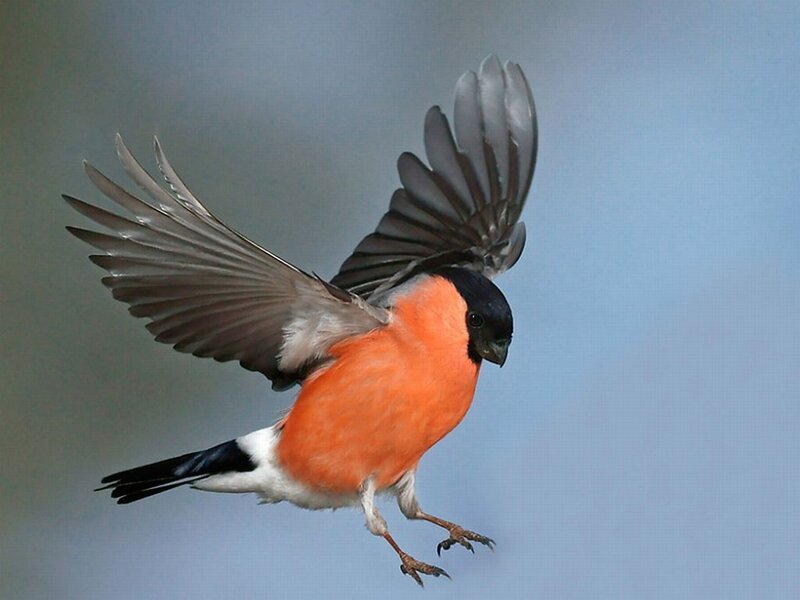 Bullfinch in Flight — Orange