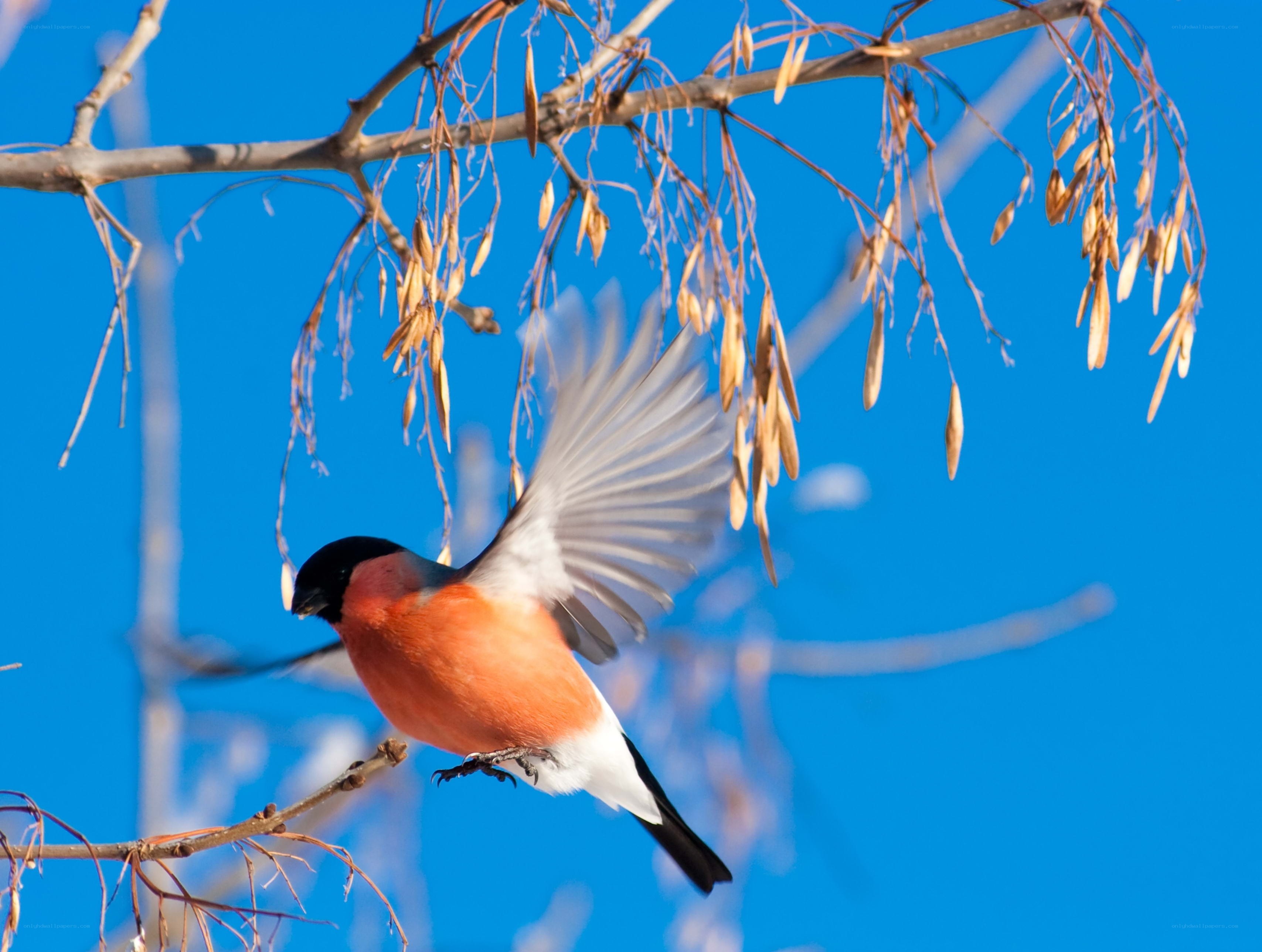 Bullfinch in flight
