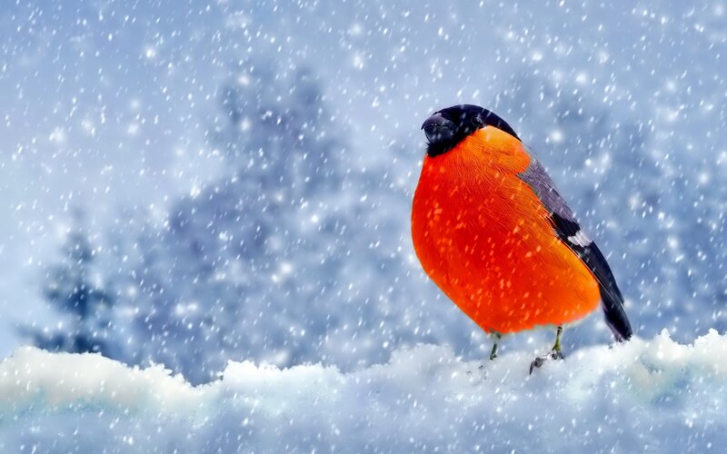 Bullfinch in Snow — Red