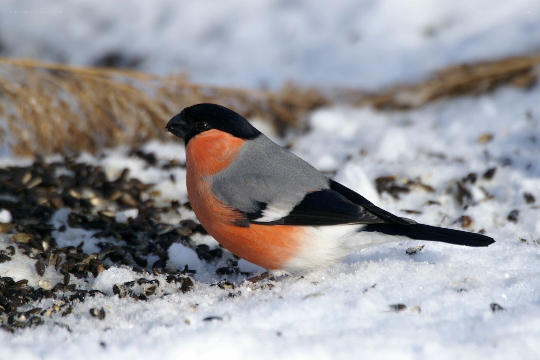 Bullfinch in the snow