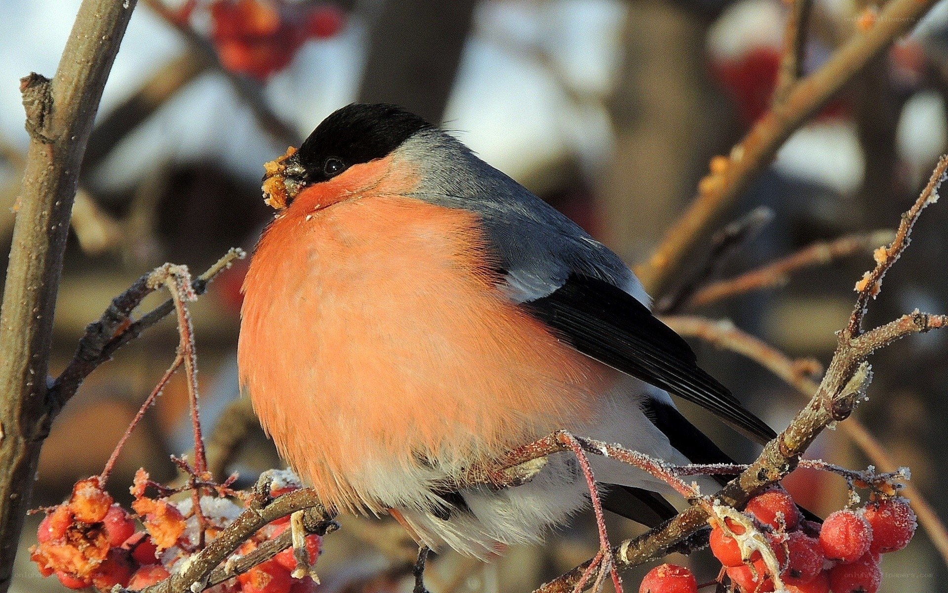 Bullfinch on a berry branch