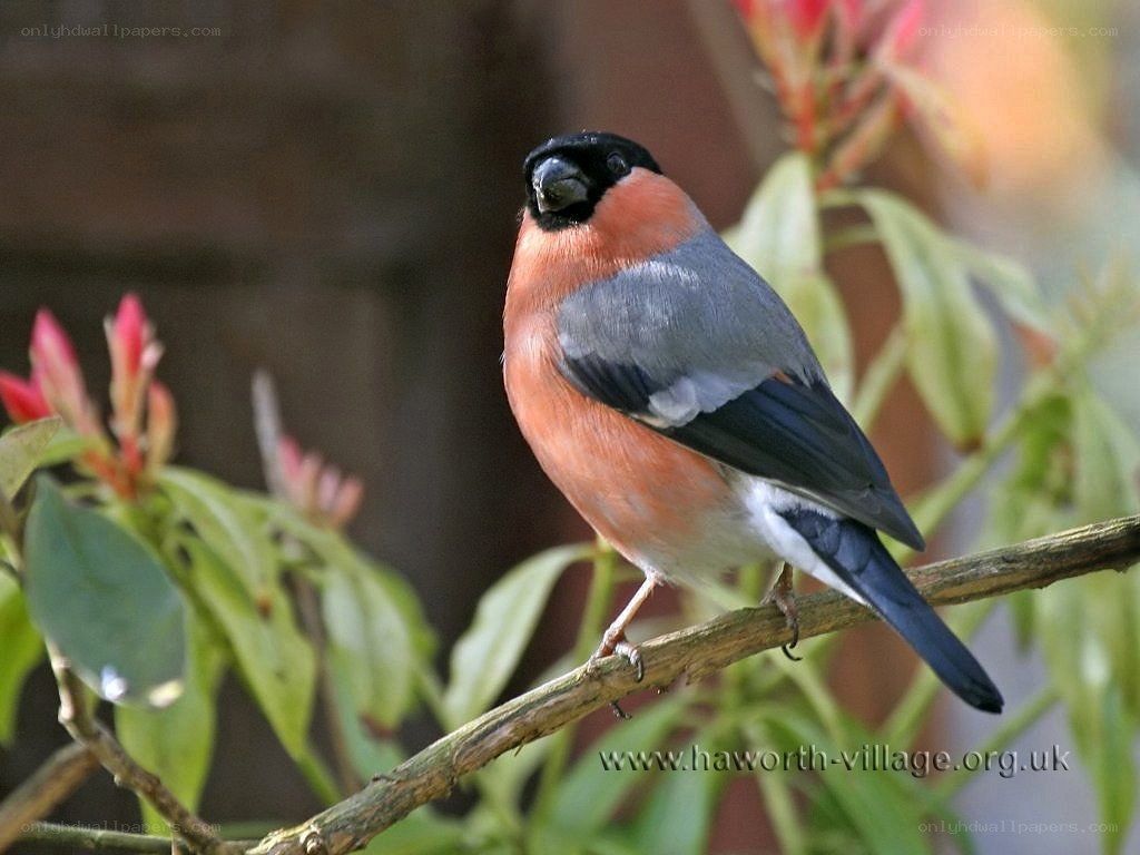 Bullfinch on a branch