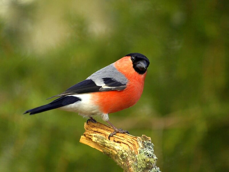 Bullfinch on a branch