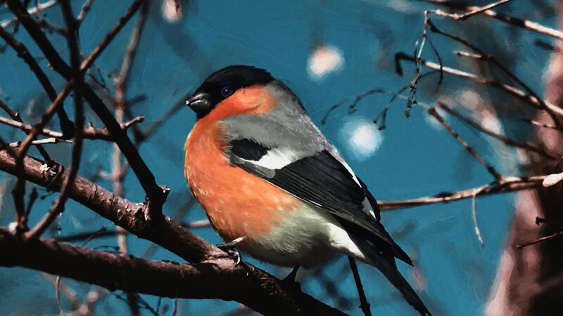 Bullfinch on a Branch — Blue