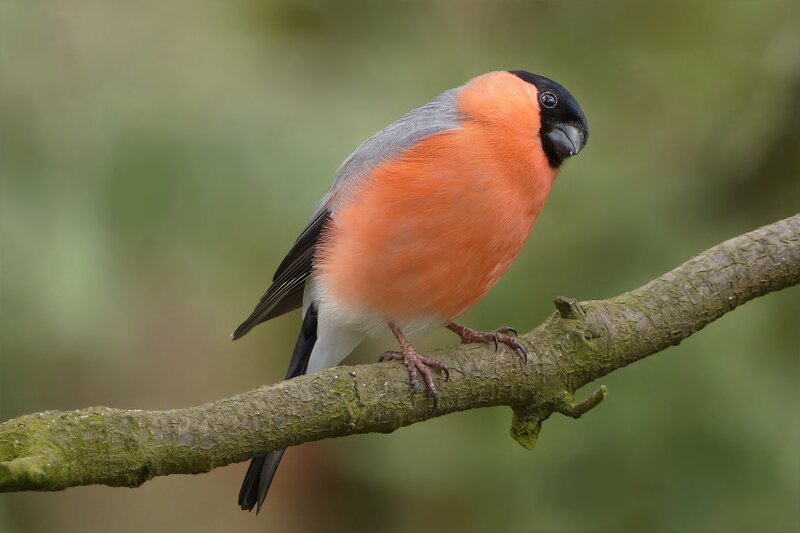 Bullfinch on a Branch — Orange, Calm