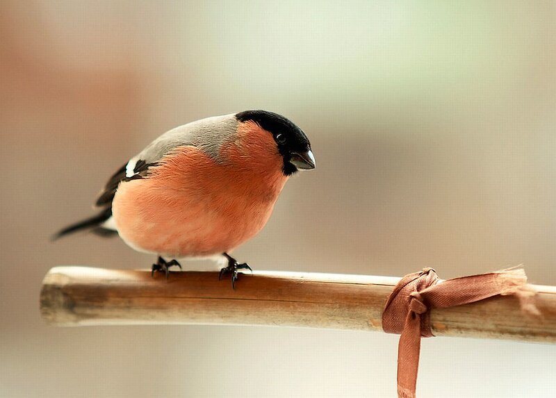 Bullfinch on a Branch — Orange
