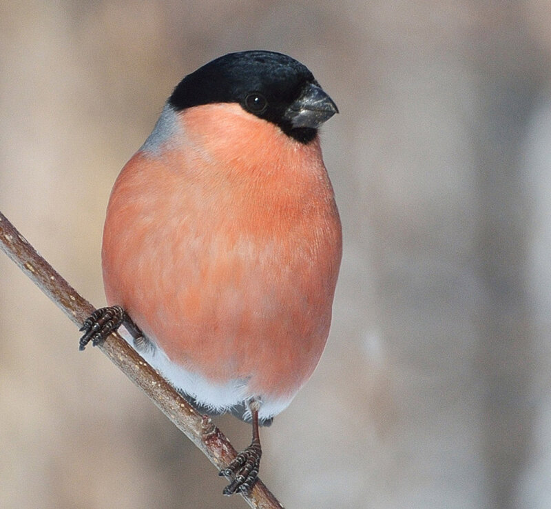 Bullfinch on a Branch — Red, Calm