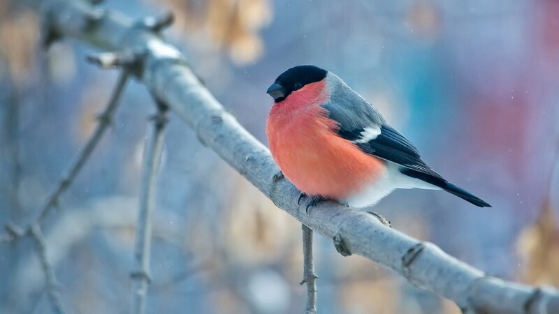 Bullfinch on a Branch — Red, Calm, Winter