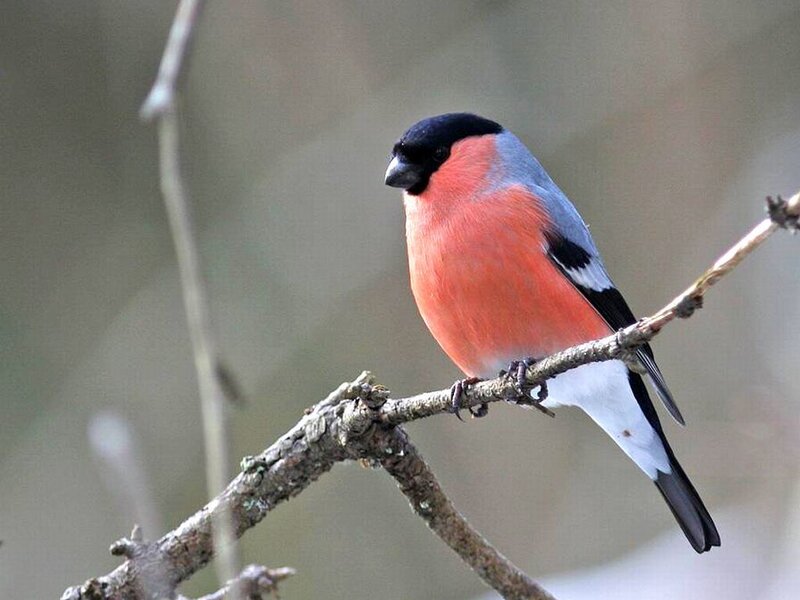 Bullfinch on a Branch — Red