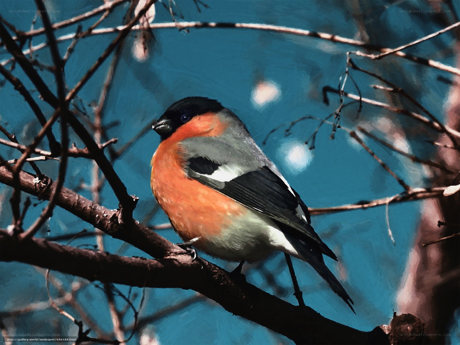 Bullfinch on a branch