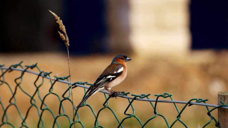 Bullfinch on a fence