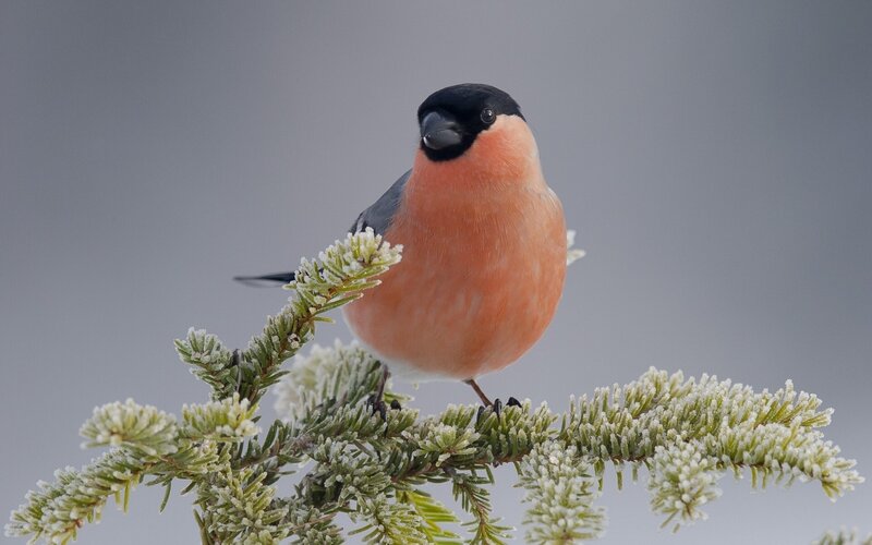 Bullfinch on a frosty branch