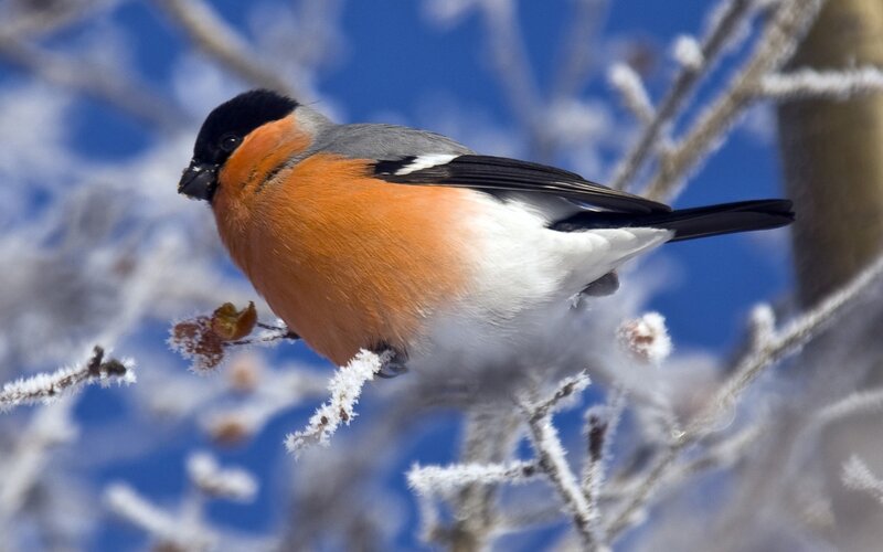Bullfinch on a frosty branch