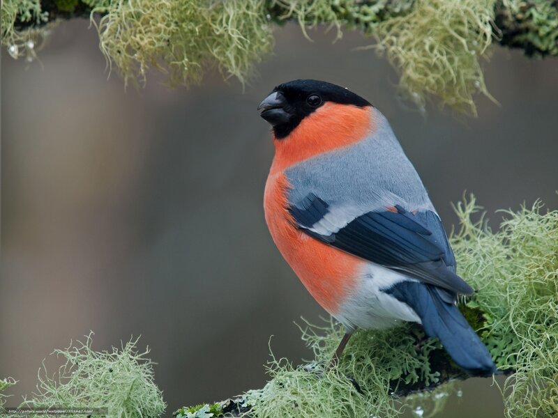 Bullfinch on a mossy branch