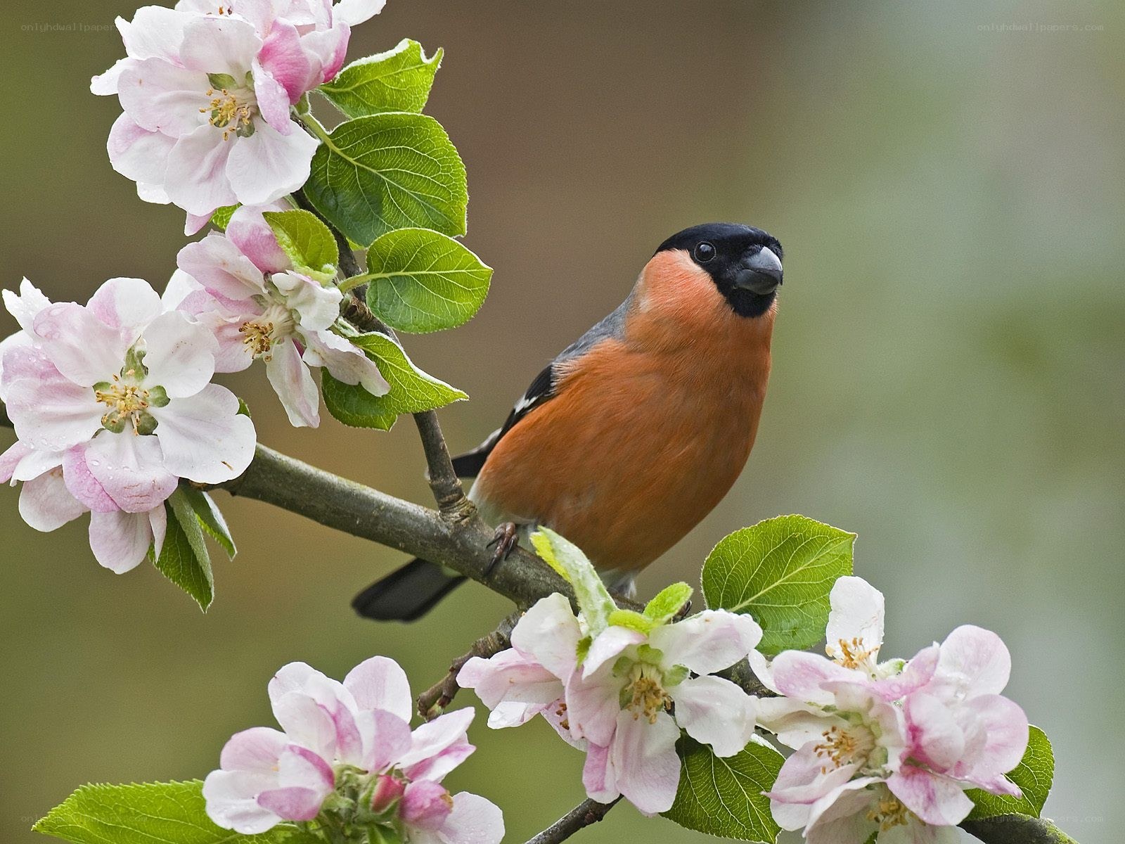 Bullfinch on apple blossom