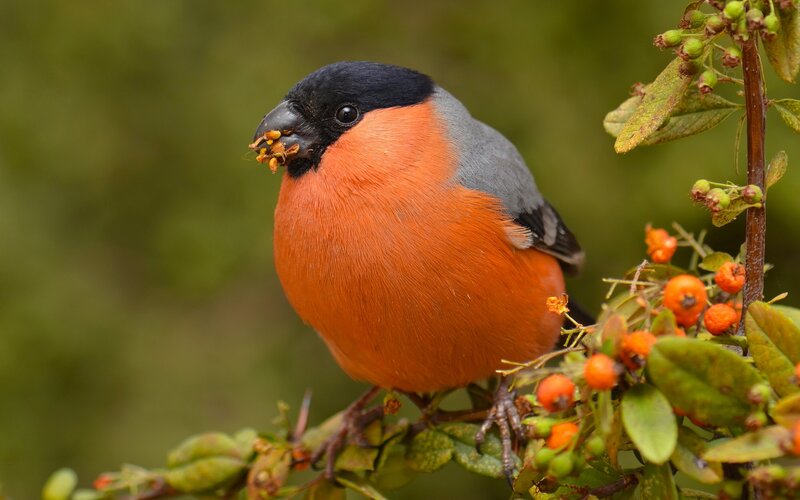 Bullfinch on Berry Branch — Orange