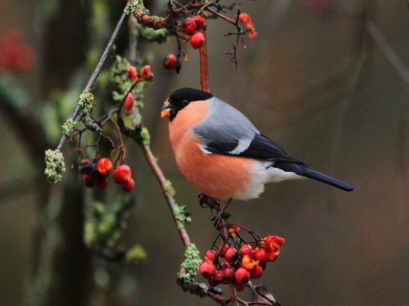 Bullfinch on Berry Branch — Red, Calm, Autumn