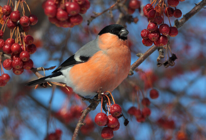 Bullfinch on Berry Branch — Red, Calm